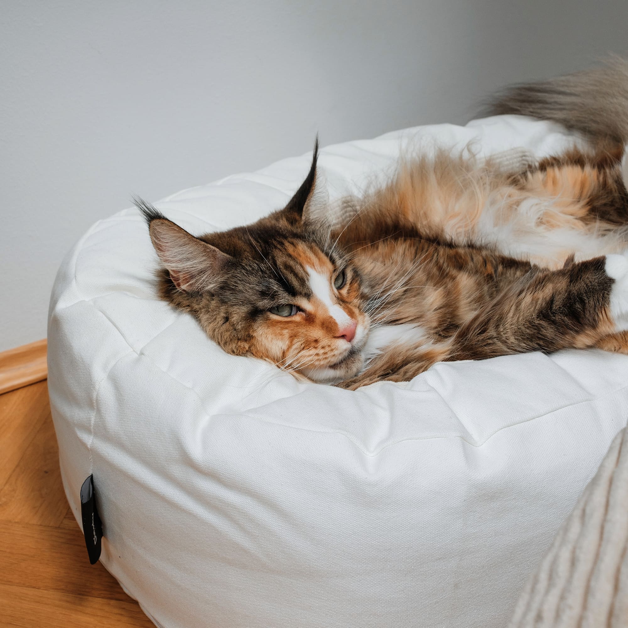 DINGHY cat bed