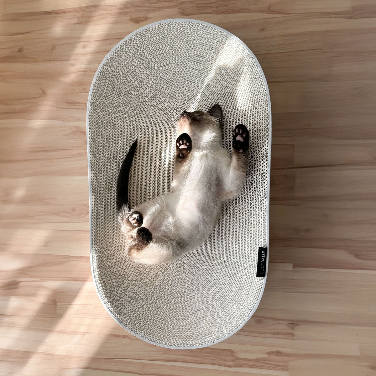 Kartonnen Kattenhuis Met Kraspads - Opvouwbare Doos Bed en Krabber voor Kat en Kleine Hond in Golfpapier Kartonnen Kattenhuis Met Kraspads - Opvouwbare Doos Bed en Krabber voor Kat en Kleine Hond in Golfpapier