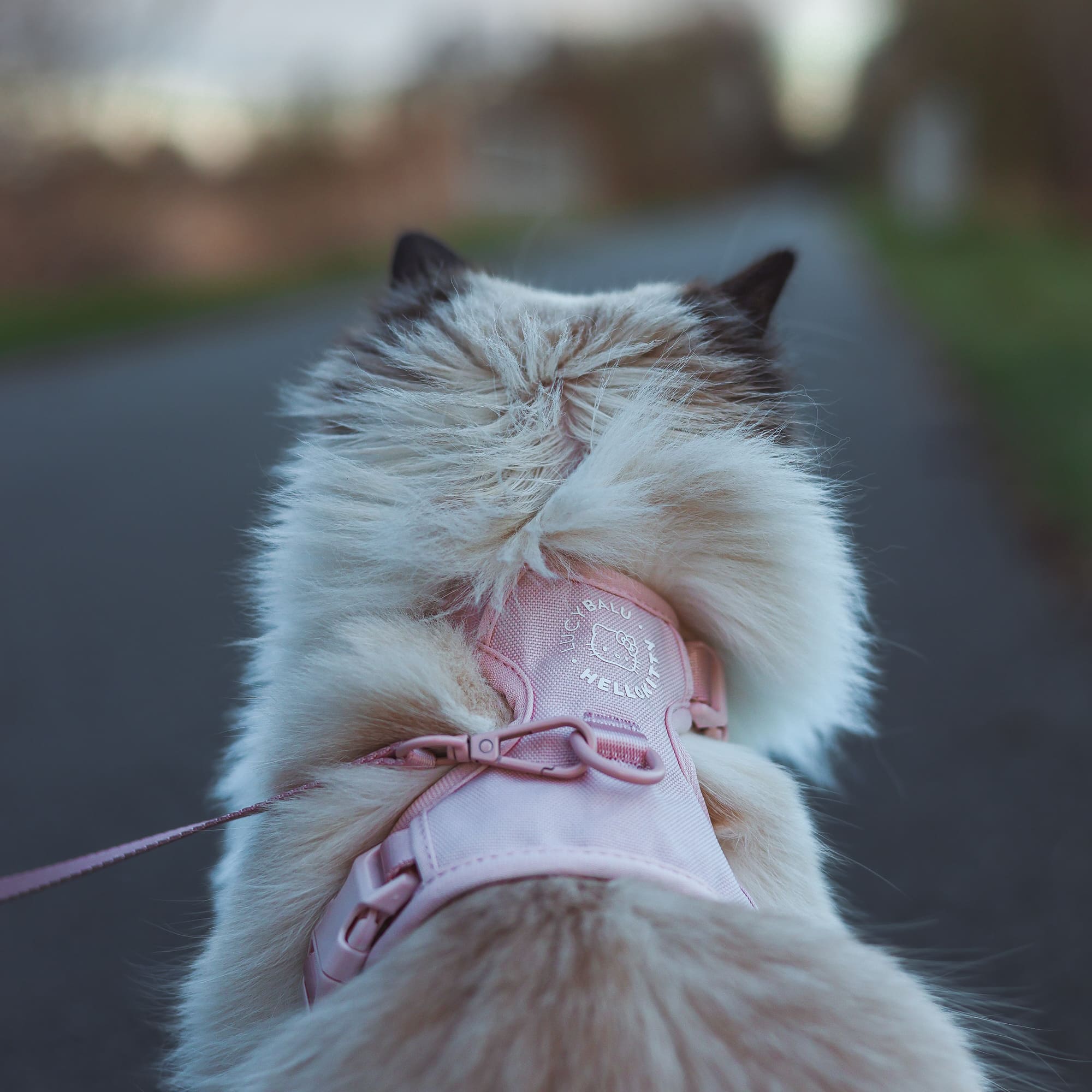 hello kitty backpack leash Cat harness with leash - Hello Kitty Edition