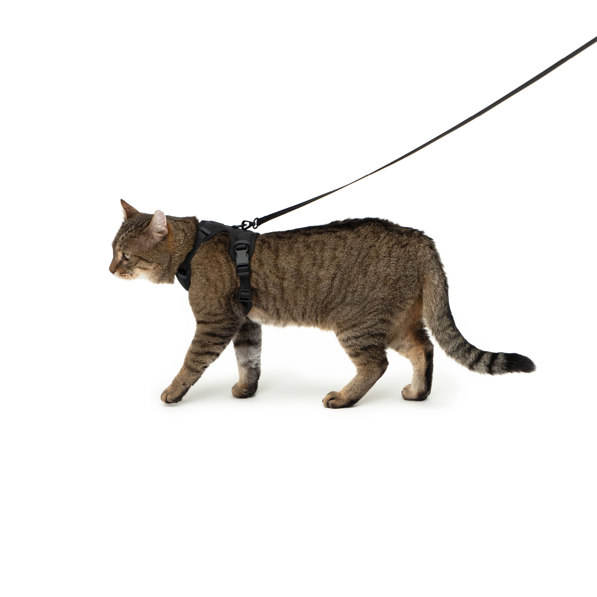 Good2go harness cat best sale