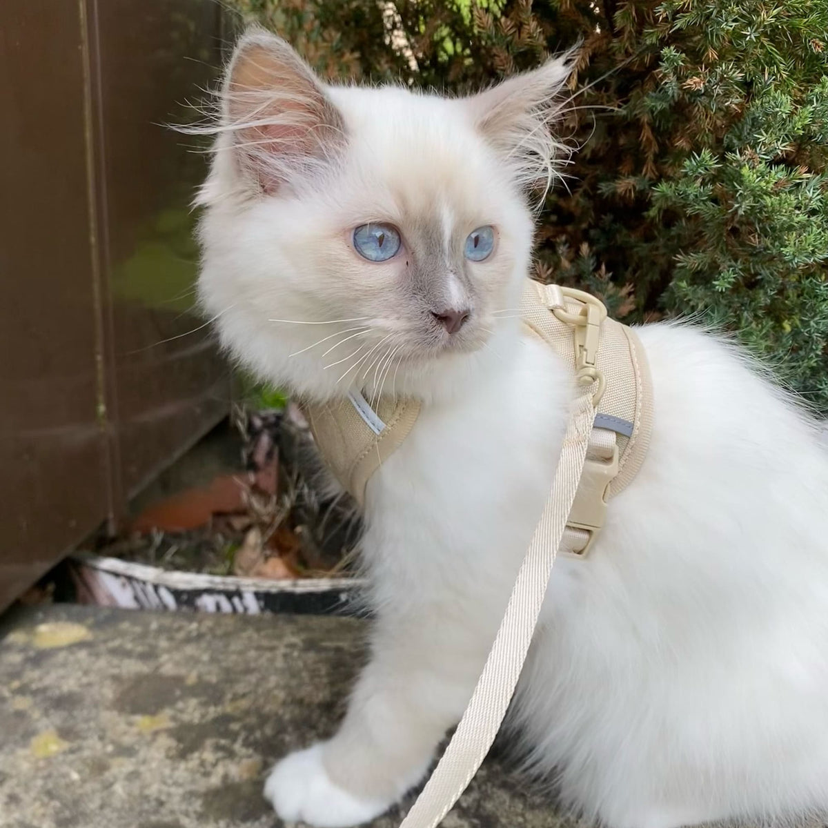 EXPLORER cat harness