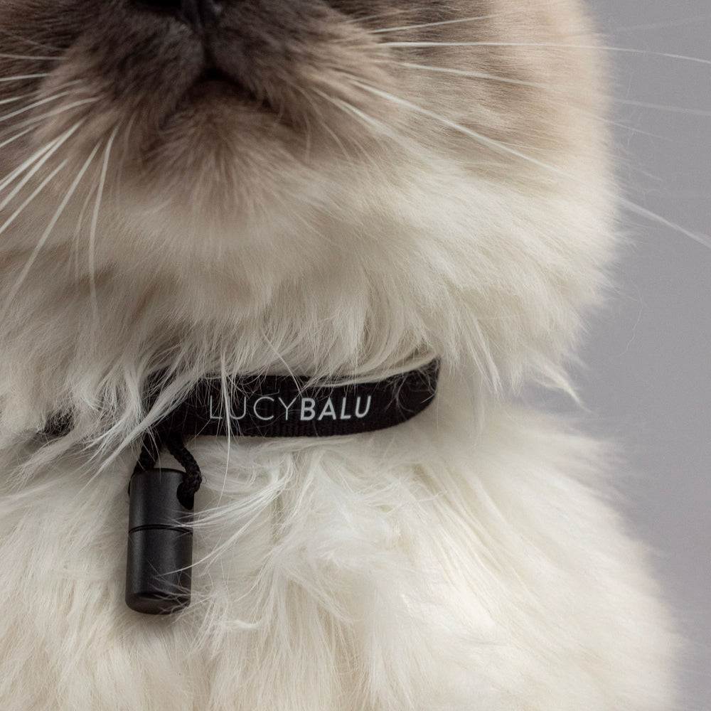 Photo détaillée : un chat portant un collier en nylon noir avec capsule de contact de LucyBalu.