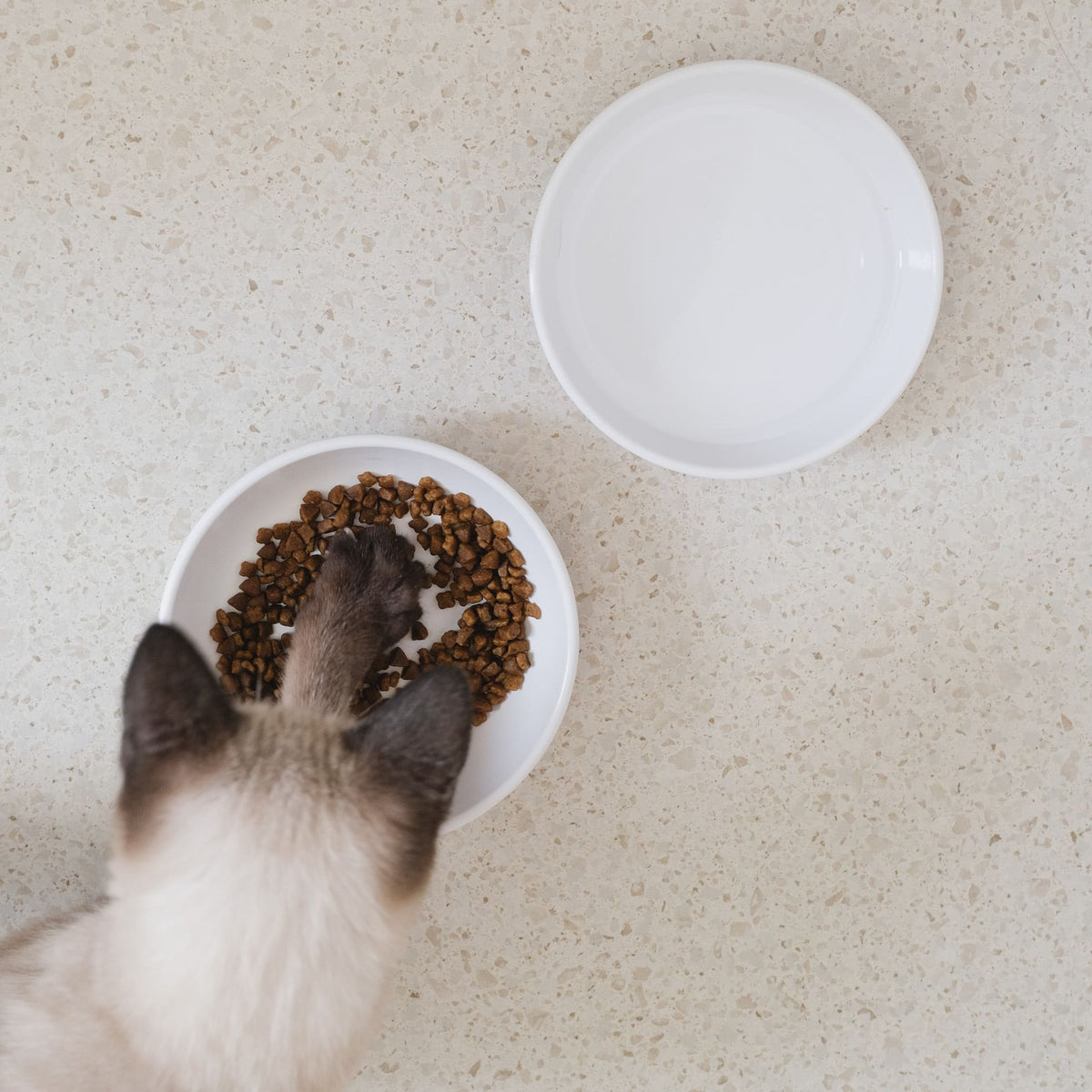 BOWL Cat Bowl