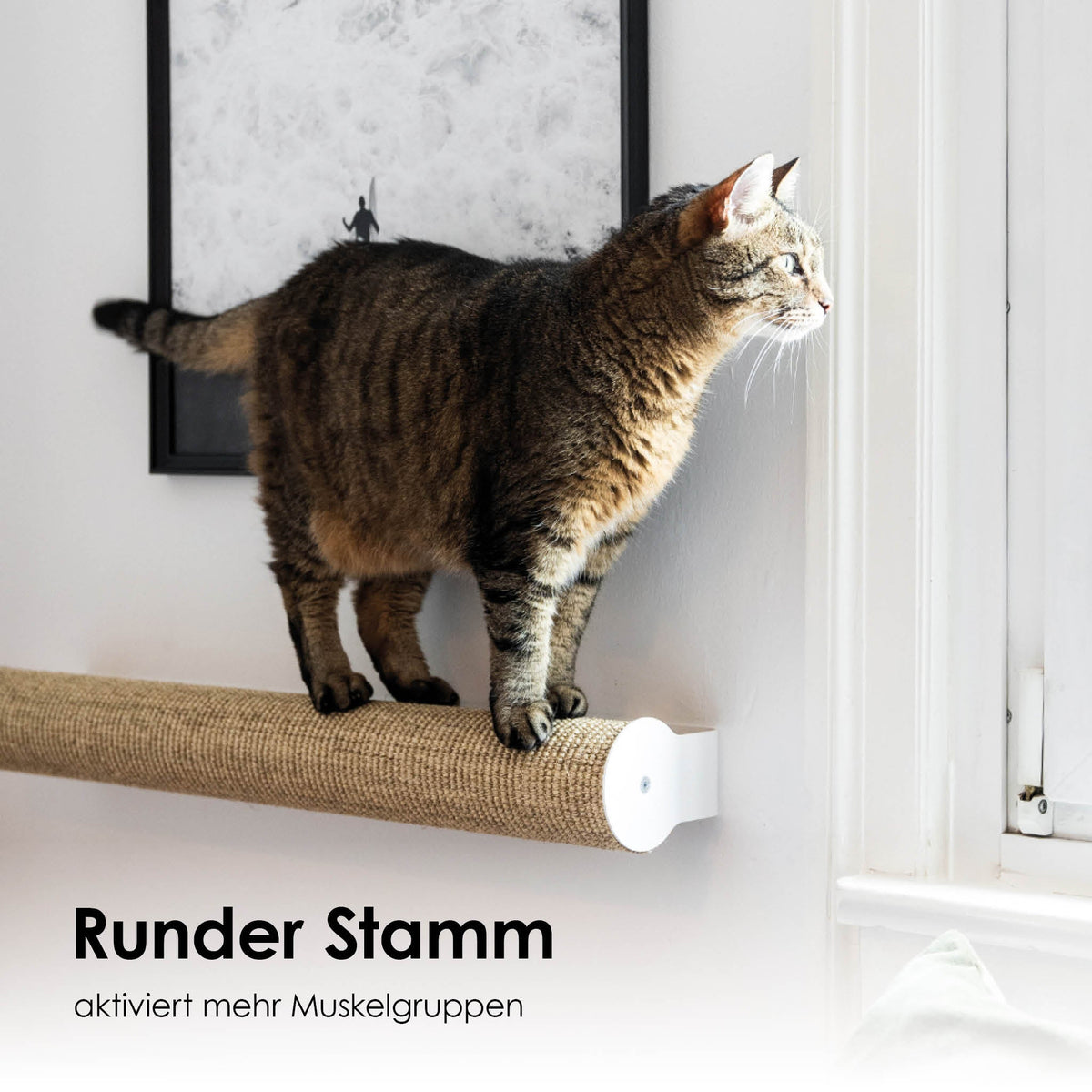 Runder Kratzstamm Katze