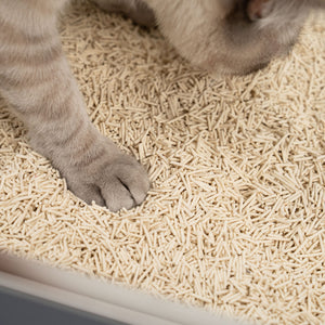 Nahaufnahme von einer Katze in einem Katzenklo gefüllt mit geruchlosem Tofu Katzenstreu