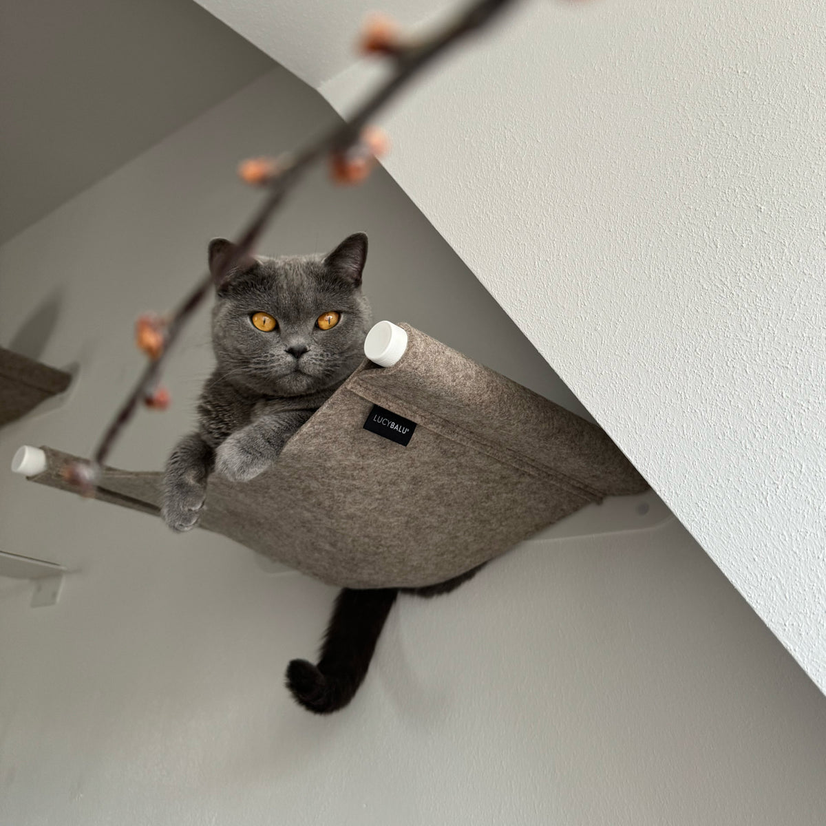 SWING Kattenhangmat voor de muur