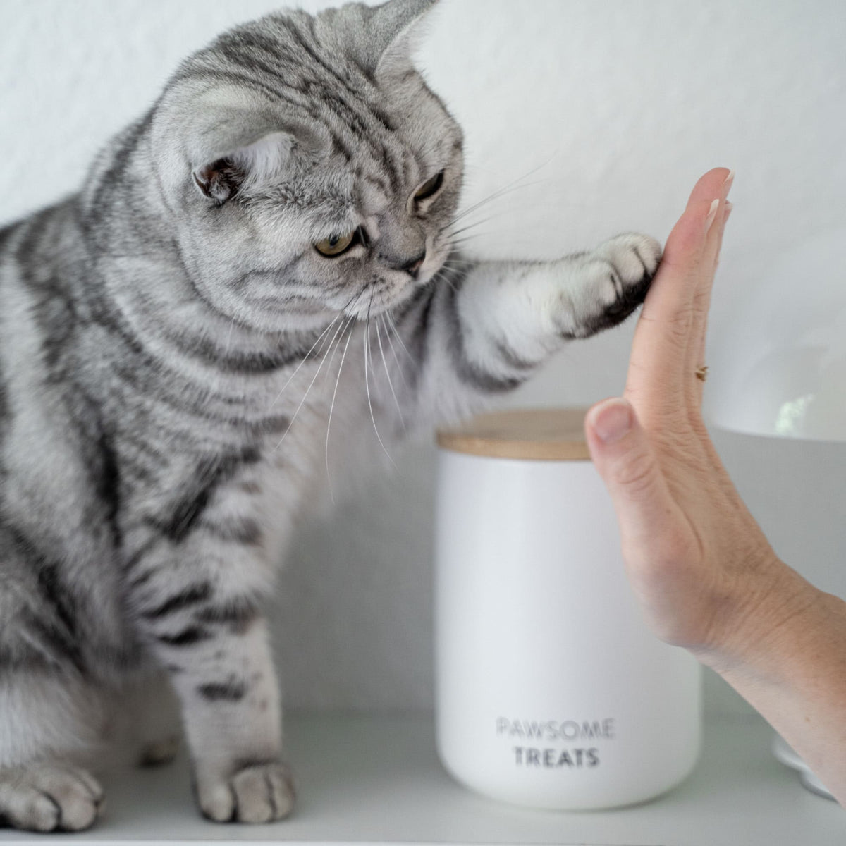 B-Stock: SNACK BAR Jar for treats