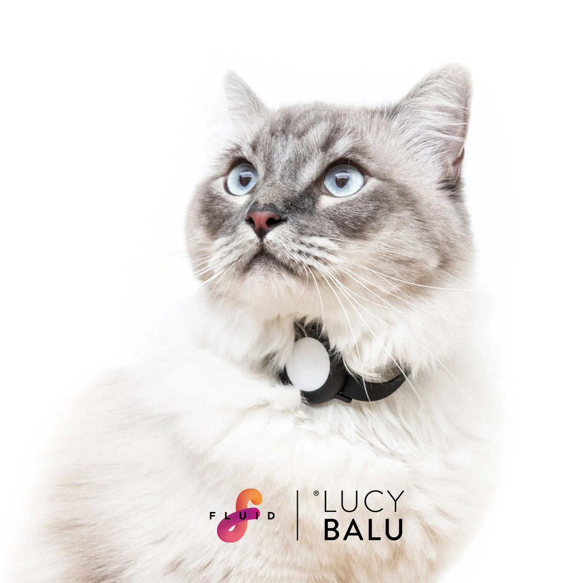 Weiße Langhaarkatze mit blauen Augen trägt ein schwarzes Halsband mit AirTag-Halter und blickt nach oben, unten das Logo Fluid x LucyBalu.