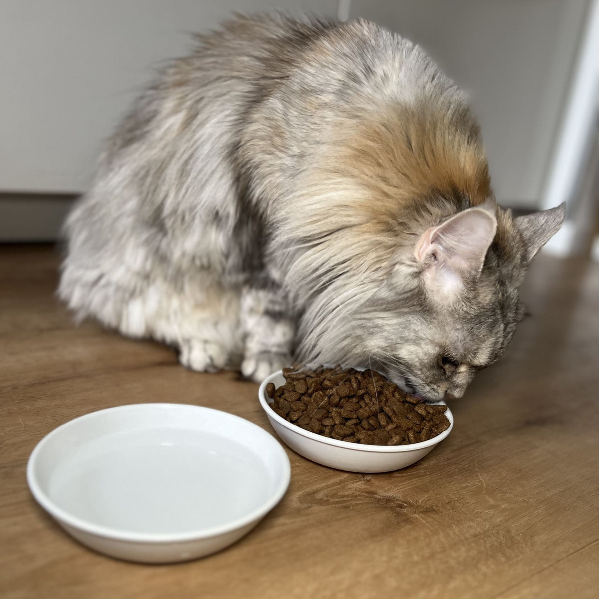 BOWL Ciotola per gatti in melamina