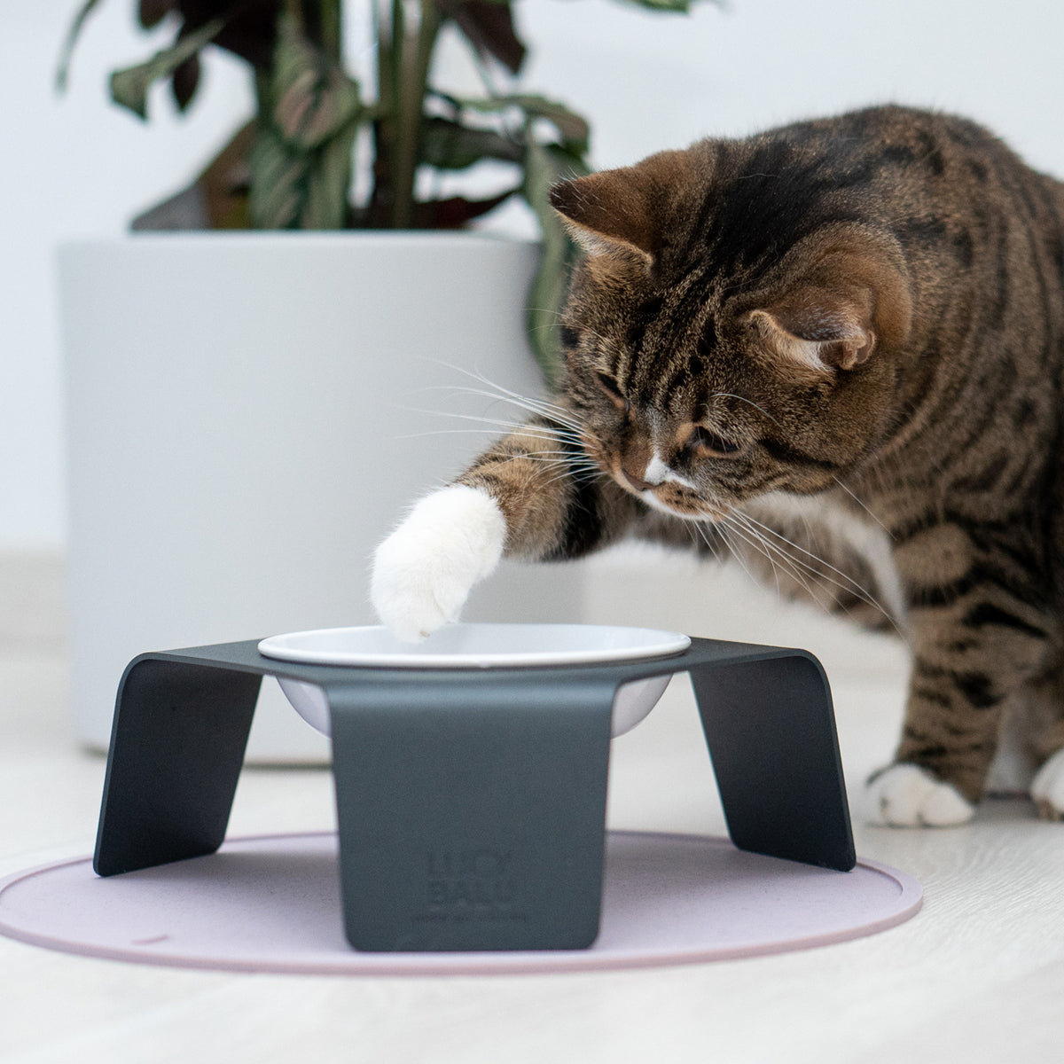 Cat food bowl & place mat set