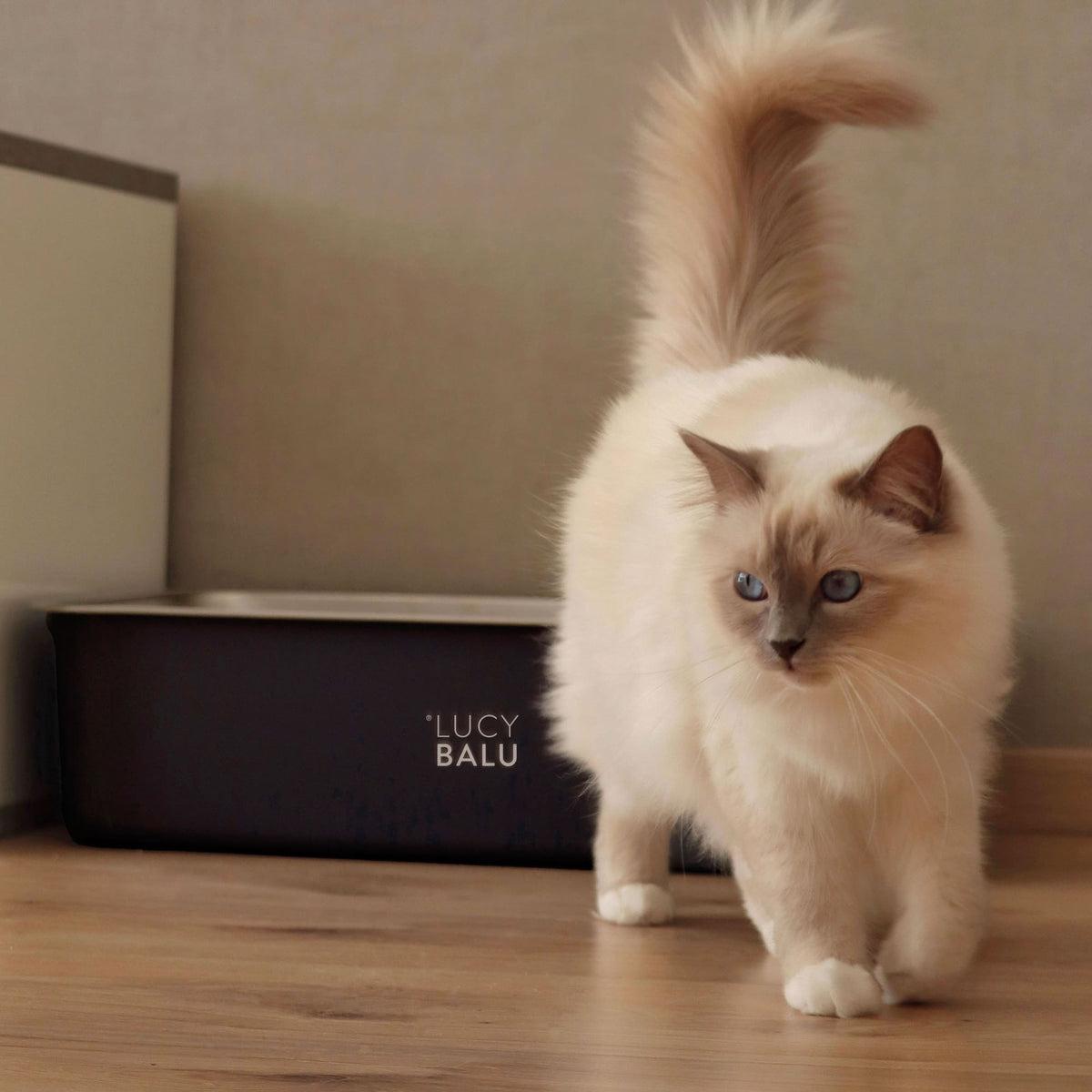  Ragdoll-Katze mit buschigem Schwanz läuft vor einer anthrazitfarbenen Katzentoilette von LUCY BALU entlang – warme Lichtstimmung auf Holzfußboden