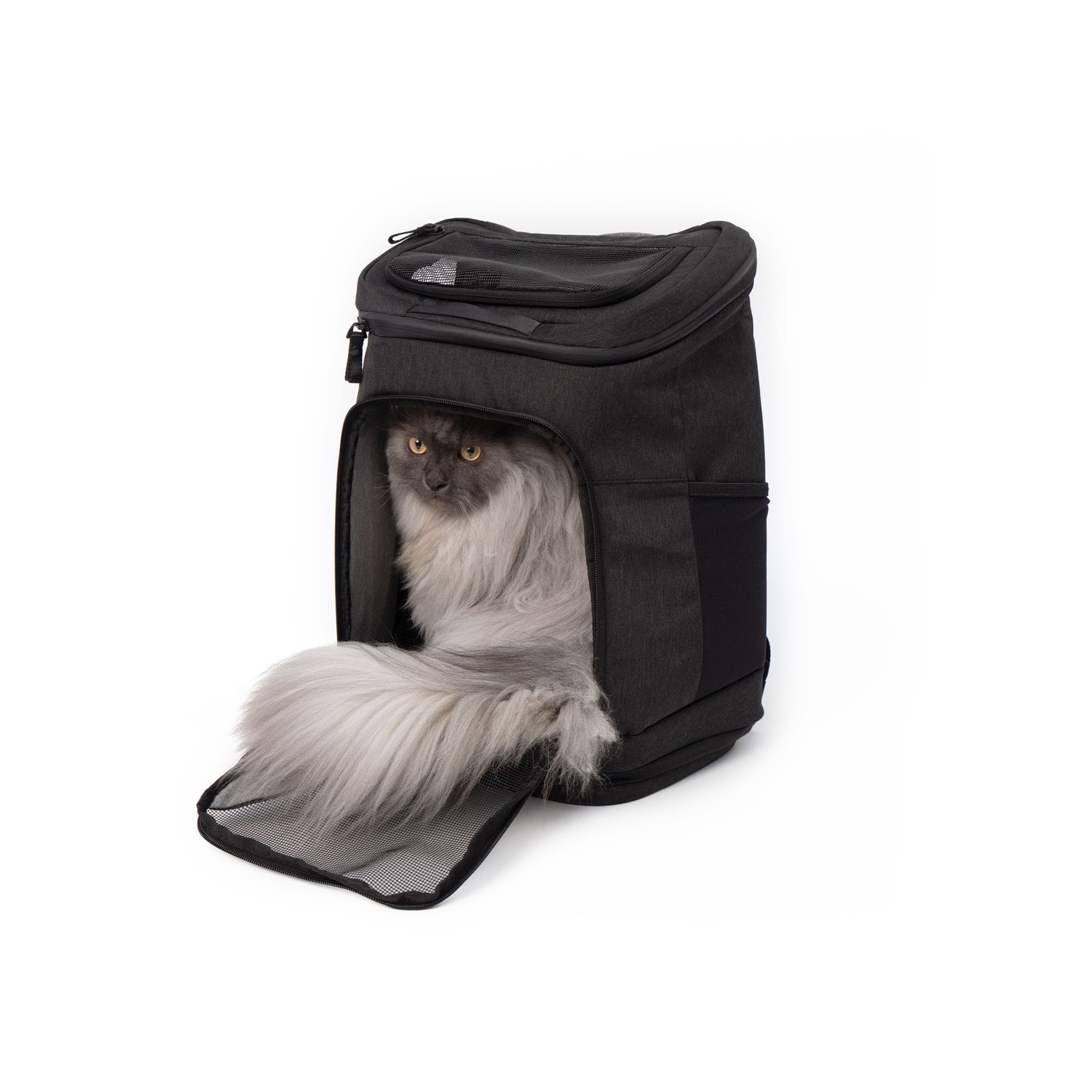 Backpack to put your cat in online