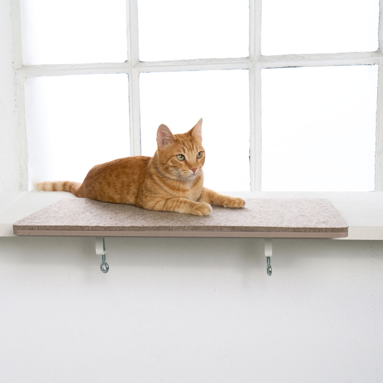 Fensterbankliege Katzen Sand LucyBalu