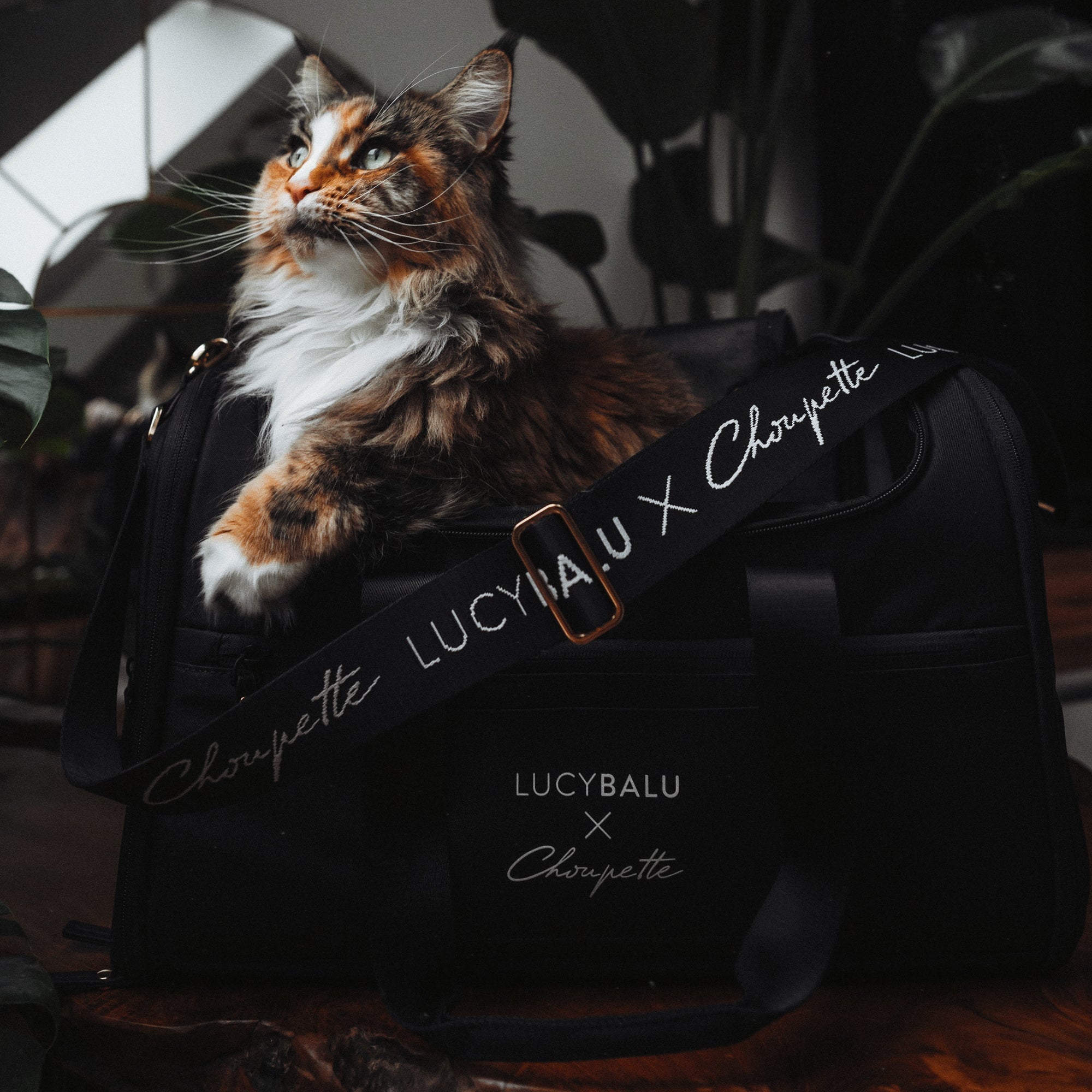 LucyBalu - Designer Katzentransporttasche CHECK-IN von Choupette