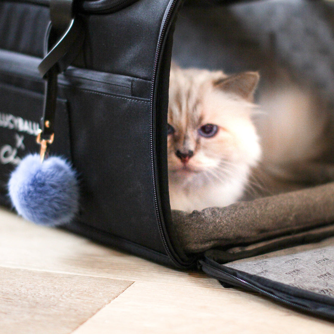 Lagerfeld Katze in ihrer Tasche