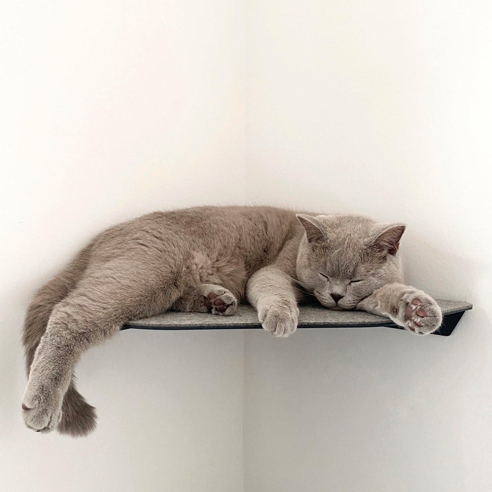 Gatto che dorme rannicchiato sulla mensola a parete CORNER grigia nell'angolo